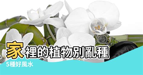 植物風水禁忌|家裡的植物別亂種！命理師湯鎮瑋曝5大植栽風水禁忌，盆栽放「。